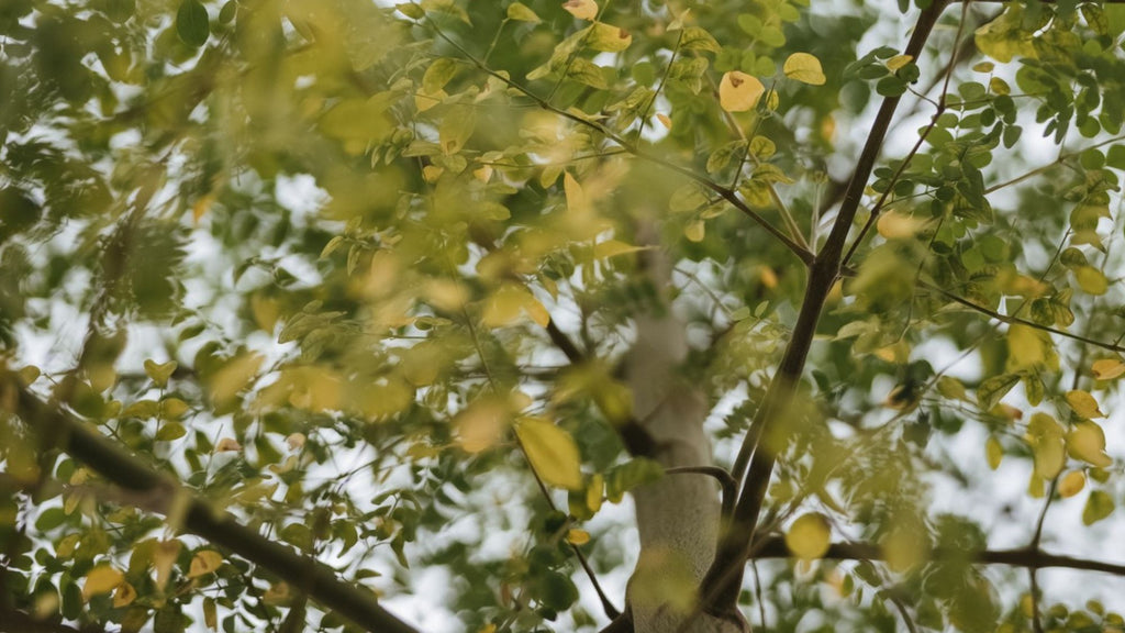 O extraordinário poder da Moringa – a árvore da vida