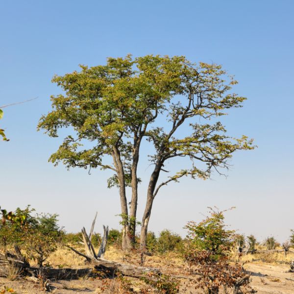 Mopane